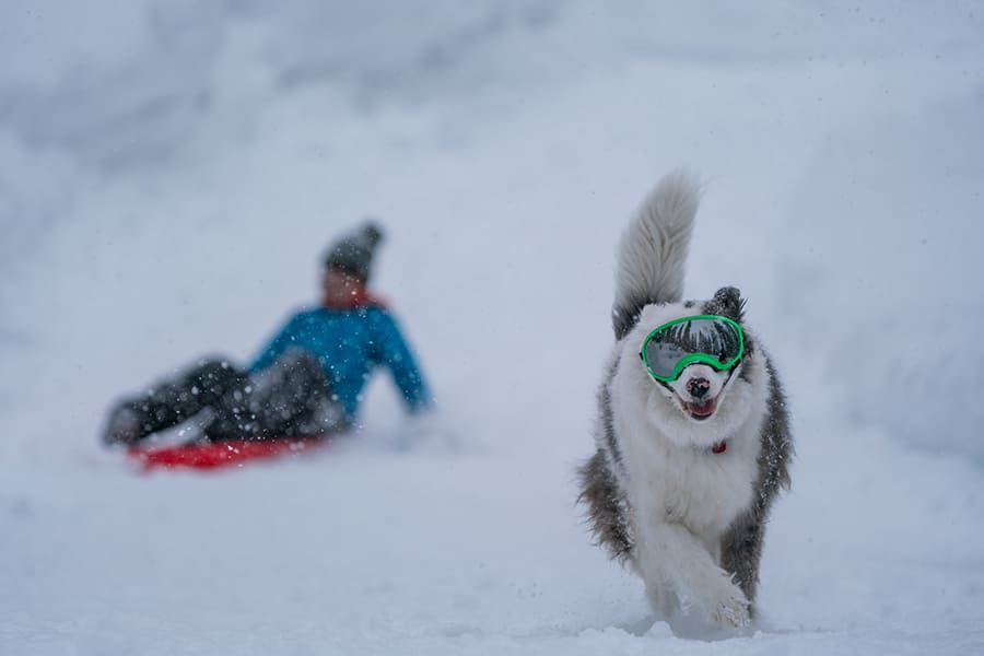 Protéger les yeux de votre chien | Urgence VETERINAIRE